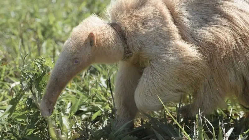 Capivara albina é avistada com bando no Uruguai e vídeo viraliza; veja