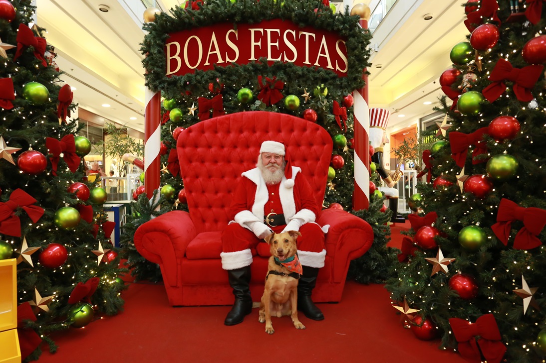 natal dos pets