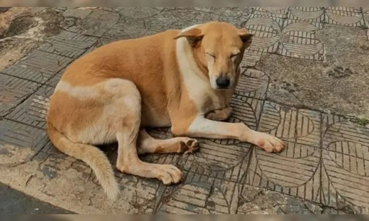 Presença querida no centro, cadela não resistiu aos ferimentos - Foto: Redes Sociais